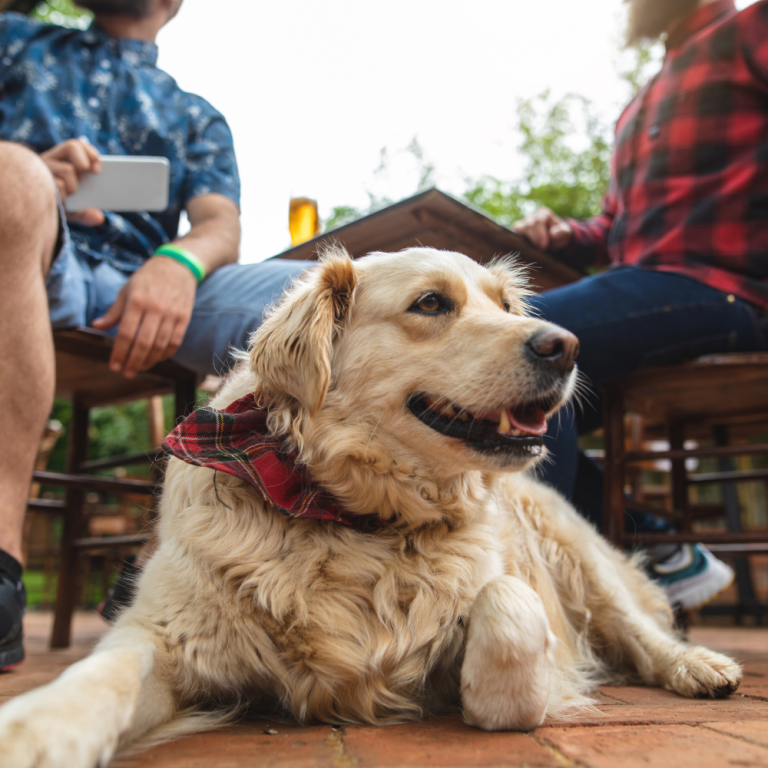 dog-friendly-breweries