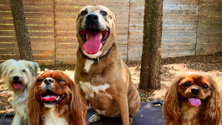 10956 ca29261ab356 768x432