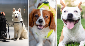 dogs service vs emotional support