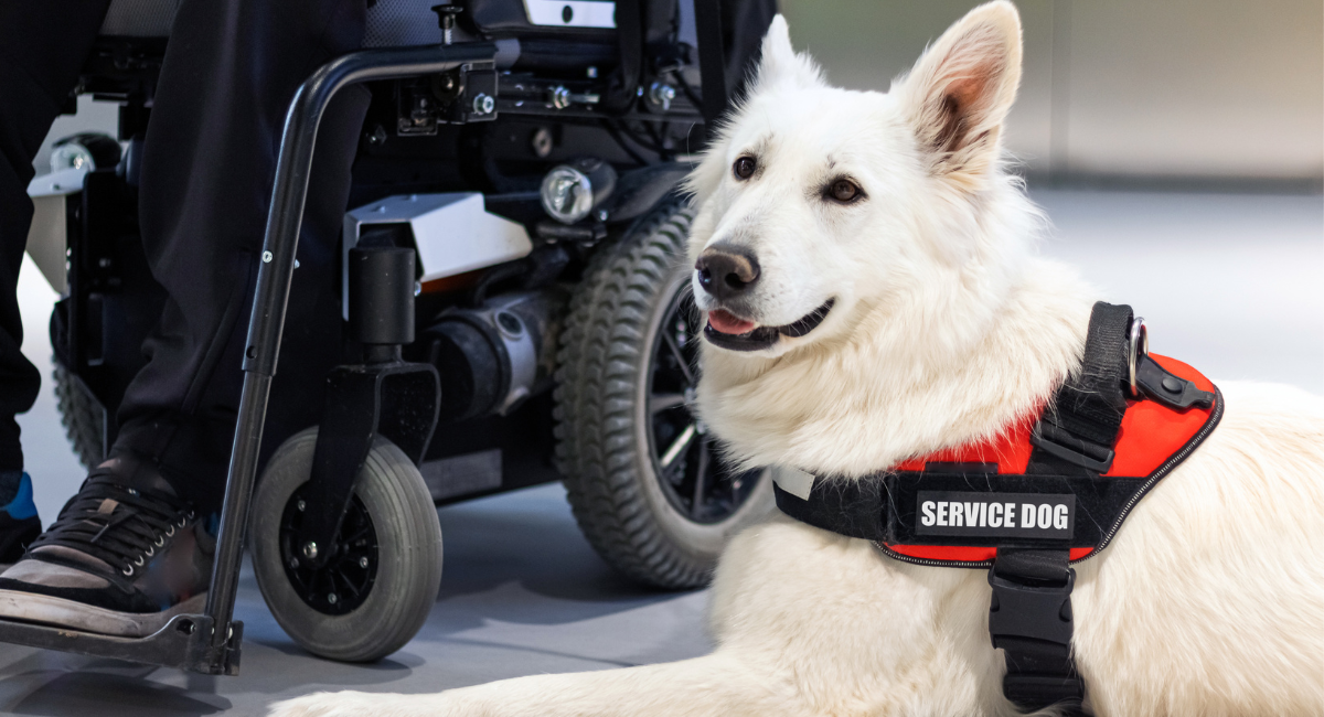etiquette for service dogs