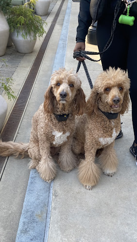 21332 the southern gentleman