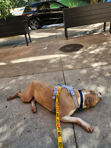 21392 porterhouse grill pub