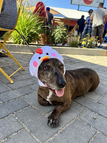 21634 benny boy brewing