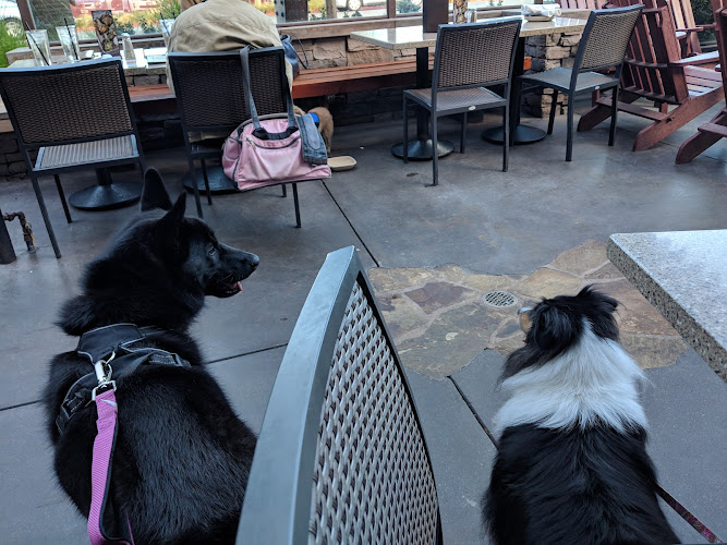 21744 lazy dog restaurant bar