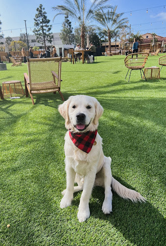 21854 woodcat coffee