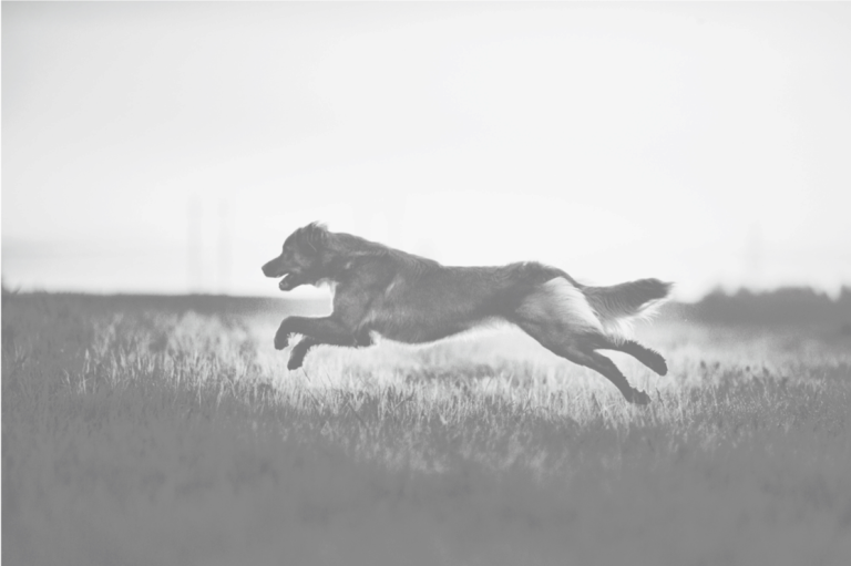 22711 brewhound dog park bar 768x511