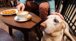 dog cafes vs dog friendly restaurants
