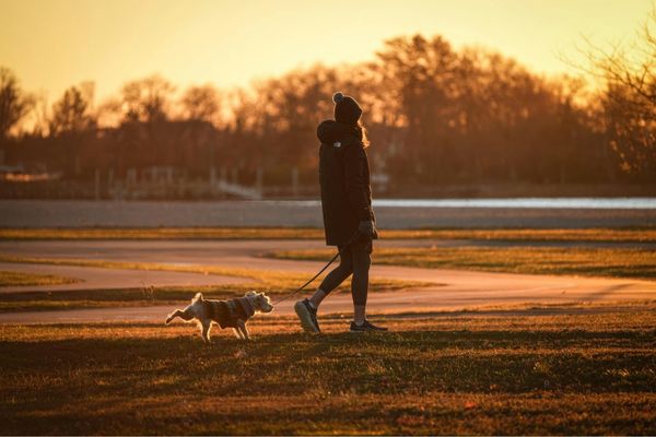 Virginia Beach Dog Rules