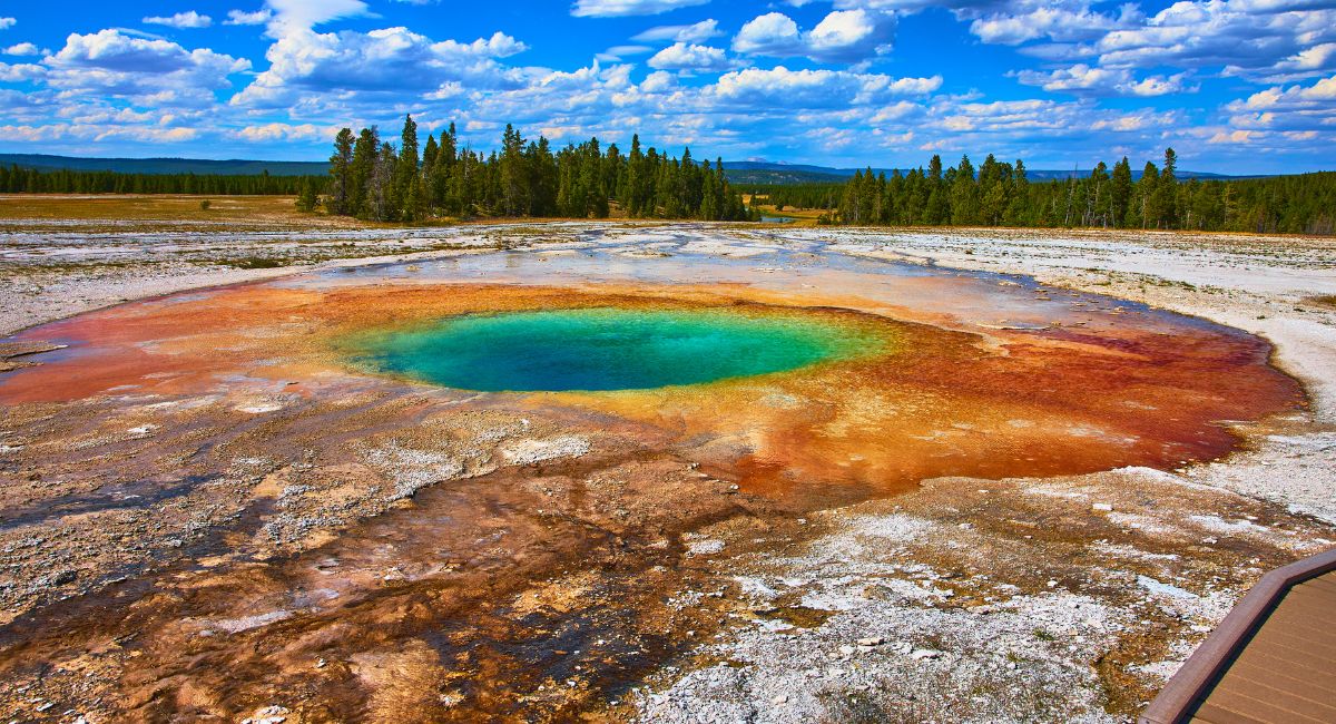 Yellowstone Dog Policy