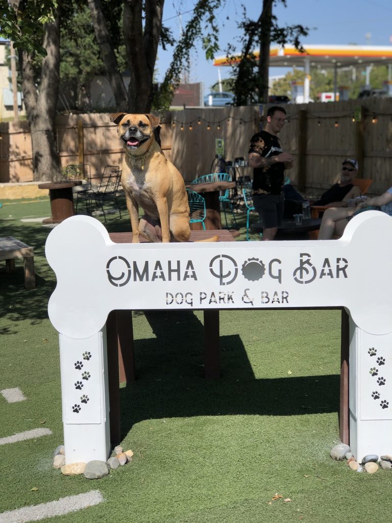 23531 omaha dog bar 768x1024