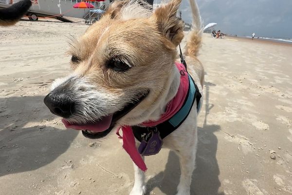 Ormond Beach dog beach