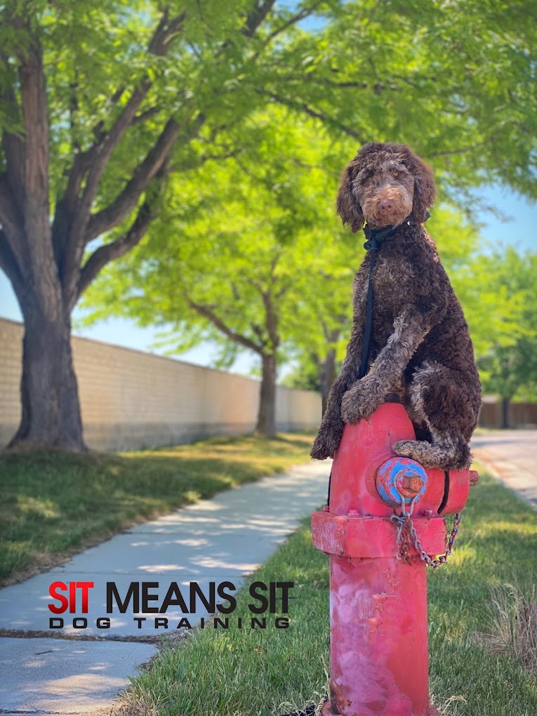 23822 sit means sit dog training salt lake city