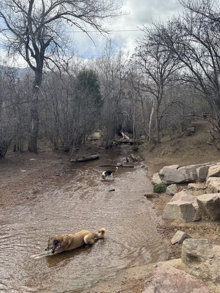 24186 bear creek dog park 768x1024