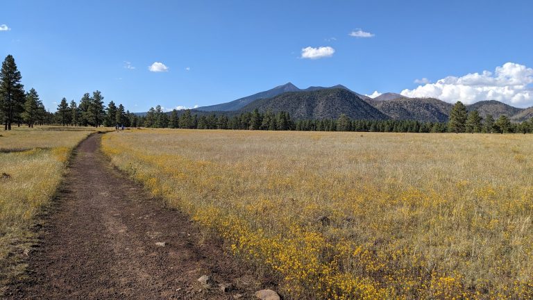 24444 buffalo park 768x432