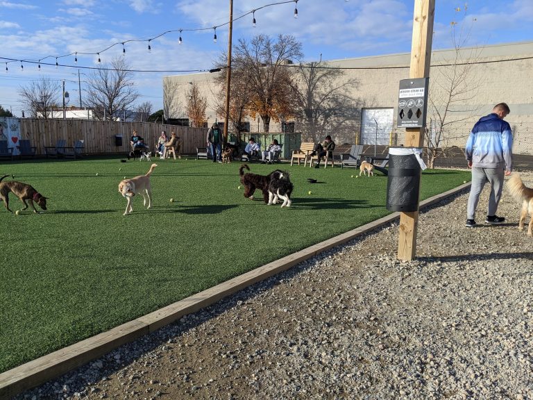 25555 ruff canine club 768x576