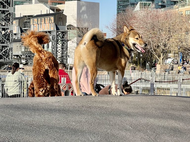 26466 hunters point south dog run 768x576
