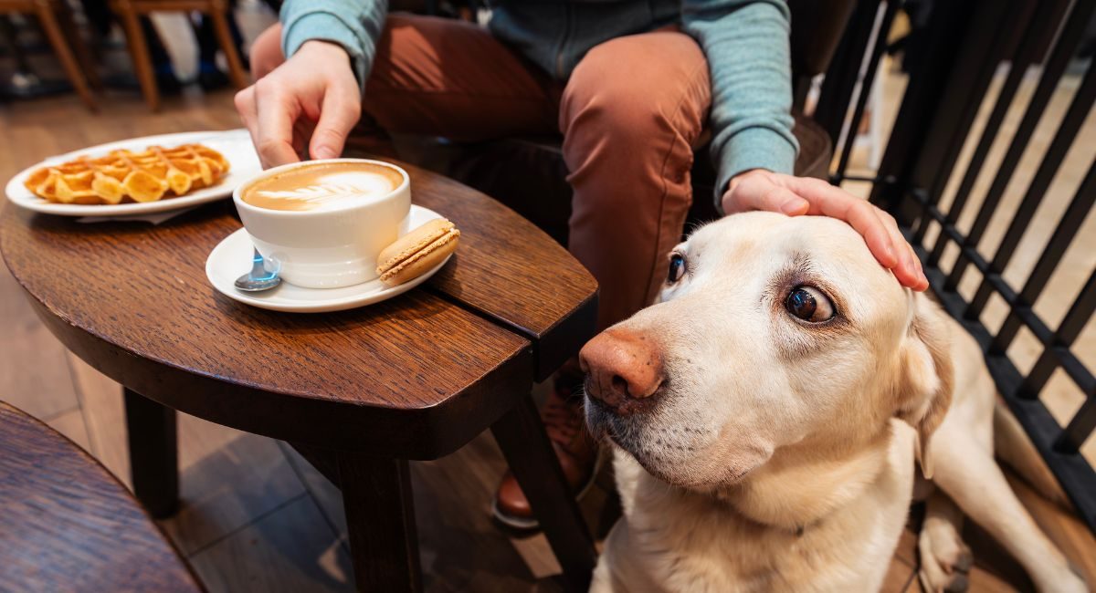 dog cafes vs dog friendly restaurants