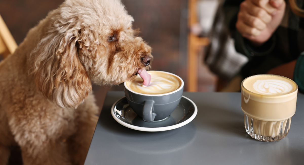 dog etiquette in restaurants